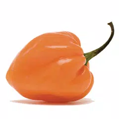 Habanero Quiz Apps