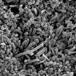 Preguntas de Bacteriologia