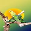 Birds Memory Free Game APK