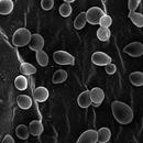 Micologia y Parasitologia APK