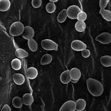 Micologia y Parasitologia