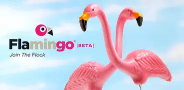 Flamingo Fares