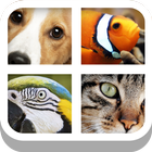 Close Up Animals - Kids Games アイコン