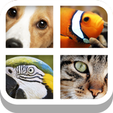 Close Up Animals - Kids Games icône