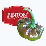 PINTÓN