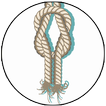 Basic Ropes and Knots Guide for Survival