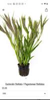 Buce Plant Screenshot 1