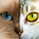 Two Cats APK