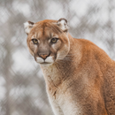 APK Cougar Sounds
