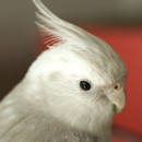 Cockatiel Bird Ringtones APK