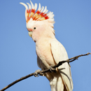 APK Cockatoo Bird Ringtones