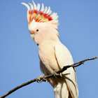 Cockatoo Bird Ringtones icône