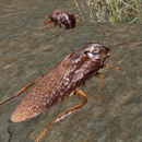 simulateur de cafards - jeu d'animaux APK