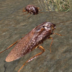 simulador de barata - jogo do bicho ícone