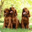Cocker Spaniel Puppies LiveWP