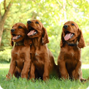 Cocker Spaniel Puppies LiveWP APK