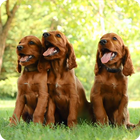 Cocker Spaniel Puppies LiveWP icône