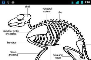 Animal Anatomy and Physiology capture d'écran 3