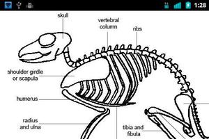 Animal Anatomy and Physiology syot layar 3