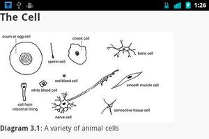 Animal Anatomy and Physiology captura de pantalla 1