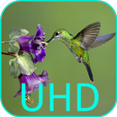 Os beija-flores de Vídeo 4K APK