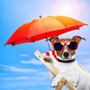 Cool Dog HD Wallpaper APK