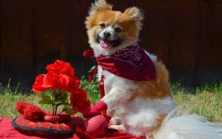 3 Schermata Cool Dog HD Wallpaper