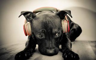 Poster Cool Dog HD Wallpaper