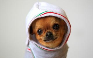 1 Schermata Cool Dog HD Wallpaper