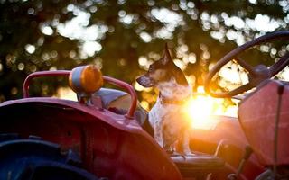 2 Schermata Cool Dog HD Wallpaper