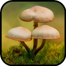 Mushroom Wallpaper Best HD APK