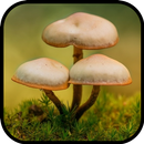 Mushroom Wallpapers APK