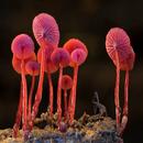 Mushroom app APK
