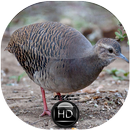 Canto de Inhambu Chintã APK