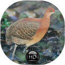 Canto Inhambu de pé Cinza APK