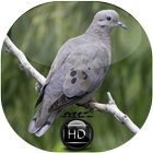 Canto Pomba de Bando Avaonte biểu tượng
