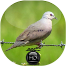 Canto Rolinha de Asa Canela APK