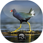 Canto de Frango D'água Azul biểu tượng