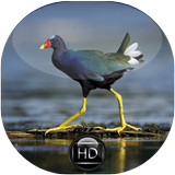 Canto de Frango D'água Azul biểu tượng