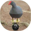 Canto de Frango D'água Comum