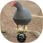 Canto de Frango D'água Comum biểu tượng