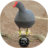 Canto de Frango D'água Comum biểu tượng