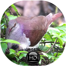Canto de Juriti Vermelha APK