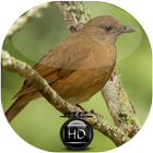 Canto de Sabiá da Mata biểu tượng