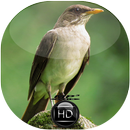 Canto de Sabiá Poca APK