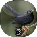 Canto de Sabiá Preto APK