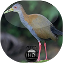 Canto de Saracura Mato APK