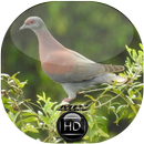 Canto de Pomba Galega APK