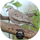 Canto de Rolinha Cinzenta APK