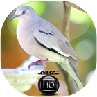 Canto de Rolinha Picui biểu tượng
